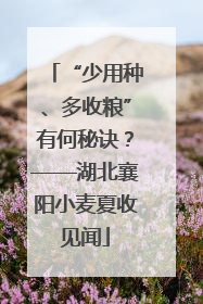 “少用种、多收粮”有何秘诀？——湖北襄阳小麦夏收见闻