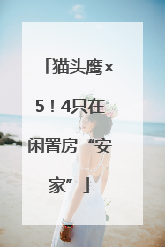 猫头鹰×5！4只在闲置房“安家”