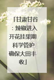 甘肃甘谷：辣椒进入开花挂果期 科学管护确保大田丰收