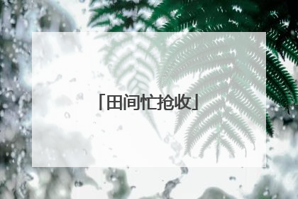 田间忙抢收