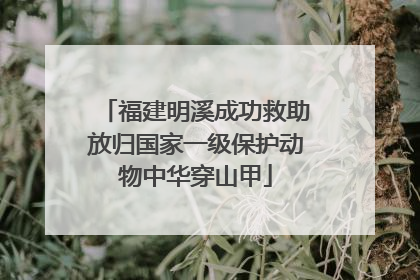 福建明溪成功救助放归国家一级保护动物中华穿山甲