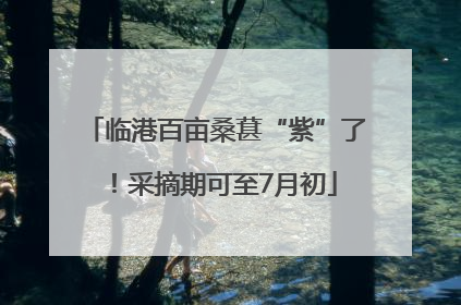 临港百亩桑葚“紫”了！采摘期可至7月初