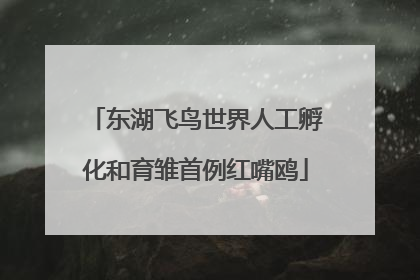 东湖飞鸟世界人工孵化和育雏首例红嘴鸥