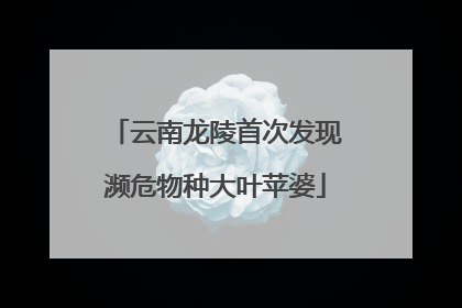 云南龙陵首次发现濒危物种大叶苹婆