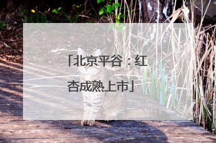 北京平谷：红杏成熟上市