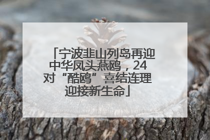 宁波韭山列岛再迎中华凤头燕鸥，24对“酷鸥”喜结连理迎接新生命