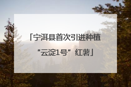 宁洱县首次引进种植“云淀1号”红薯