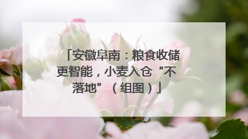 安徽阜南：粮食收储更智能，小麦入仓“不落地”（组图）