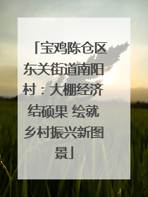 宝鸡陈仓区东关街道南阳村：大棚经济结硕果 绘就乡村振兴新图景