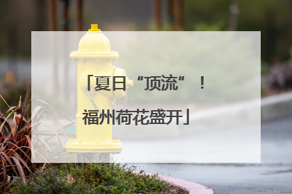 夏日“顶流”！福州荷花盛开