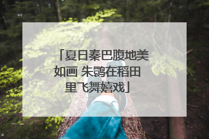 夏日秦巴腹地美如画 朱鹮在稻田里飞舞嬉戏