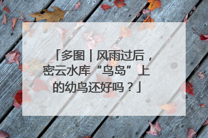 多图｜风雨过后，密云水库“鸟岛”上的幼鸟还好吗？