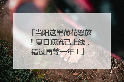 当阳这里荷花怒放！夏日顶流已上线，错过再等一年！