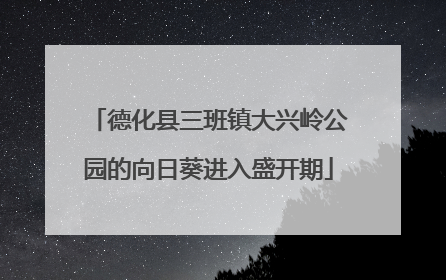 德化县三班镇大兴岭公园的向日葵进入盛开期