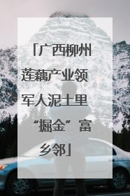 广西柳州莲藕产业领军人泥土里“掘金”富乡邻