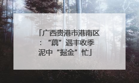 广西贵港市港南区：“藕”遇丰收季 泥中“掘金”忙