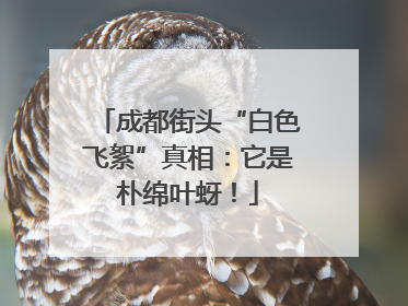 成都街头“白色飞絮”真相：它是朴绵叶蚜！