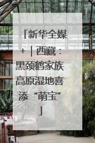 新华全媒+｜西藏：黑颈鹤家族高原湿地喜添“萌宝”