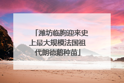潍坊临朐迎来史上最大规模法国祖代朗德鹅种苗