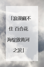 浪漫藏不住 百合花海绽放黄河之滨
