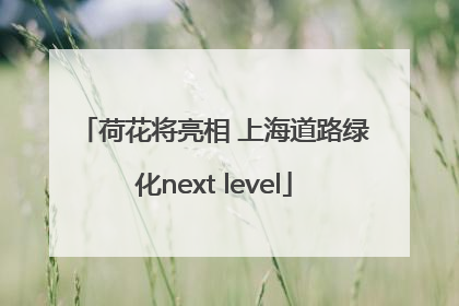 荷花将亮相 上海道路绿化next level