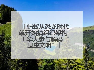蚂蚁从恐龙时代就开始搞组织架构！华大参与解码“昆虫文明”