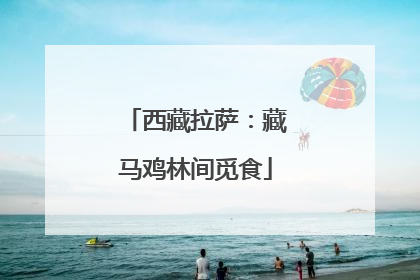 西藏拉萨：藏马鸡林间觅食