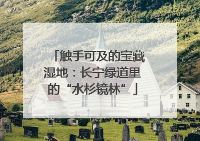 触手可及的宝藏湿地：长宁绿道里的“水杉镜林”