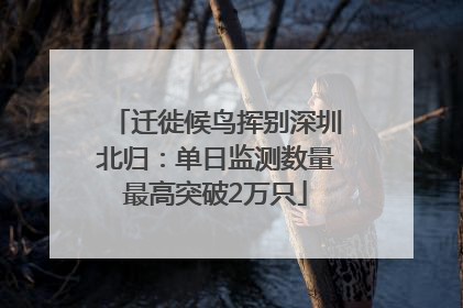迁徙候鸟挥别深圳北归：单日监测数量最高突破2万只