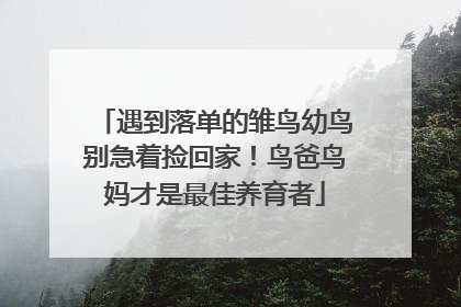 遇到落单的雏鸟幼鸟别急着捡回家！鸟爸鸟妈才是最佳养育者