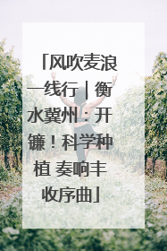 风吹麦浪一线行｜衡水冀州：开镰！科学种植 奏响丰收序曲