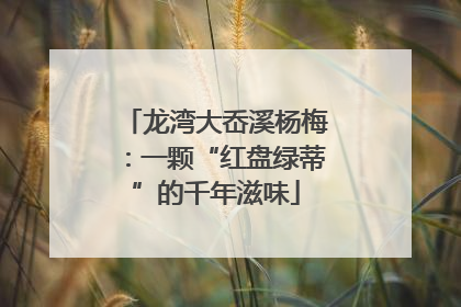 龙湾大岙溪杨梅：一颗“红盘绿蒂”的千年滋味