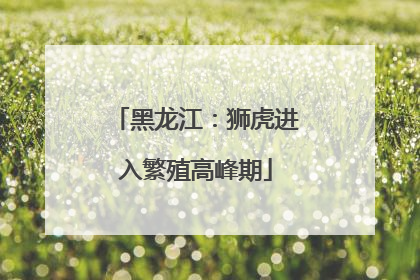 黑龙江：狮虎进入繁殖高峰期