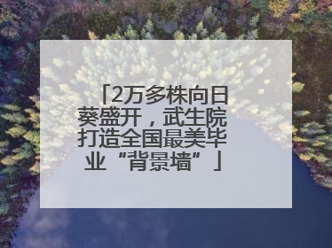 2万多株向日葵盛开，武生院打造全国最美毕业“背景墙”