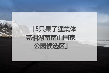 5只果子狸集体亮相湖南南山国家公园候选区